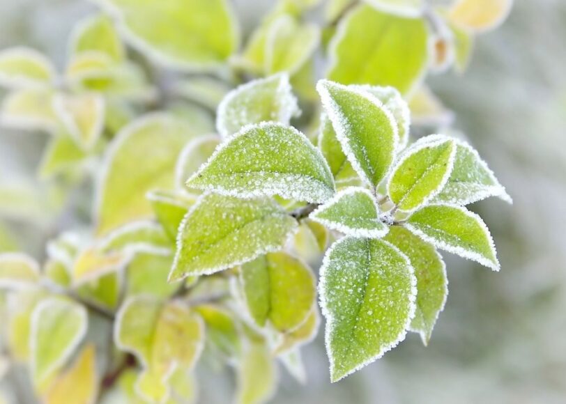 groene winter tuin