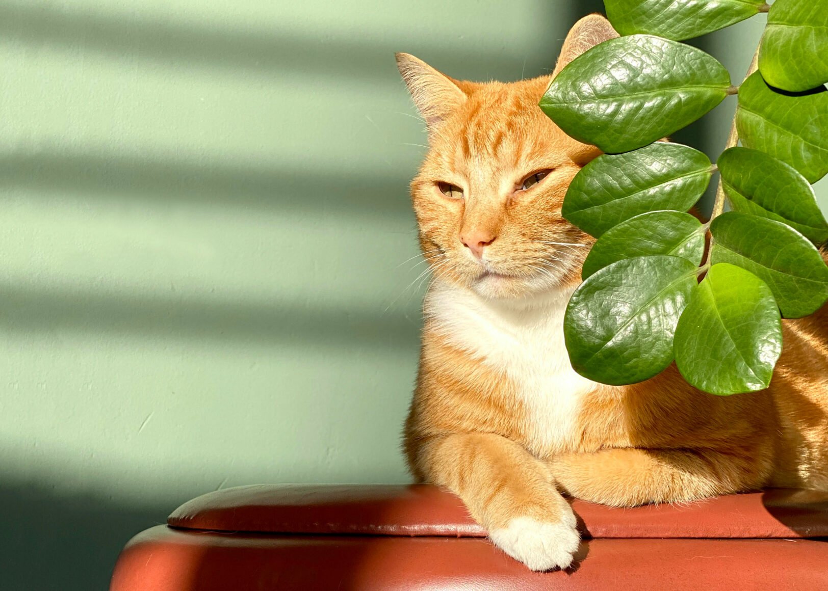 Illustratie-katten-Daisy-wooninflunecers-3