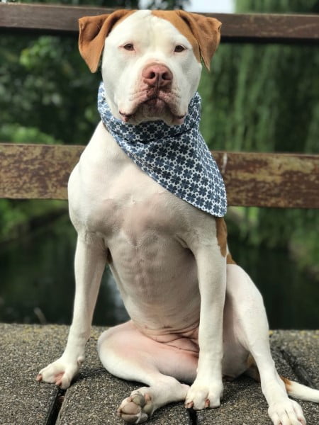 Honden en interieur bandana