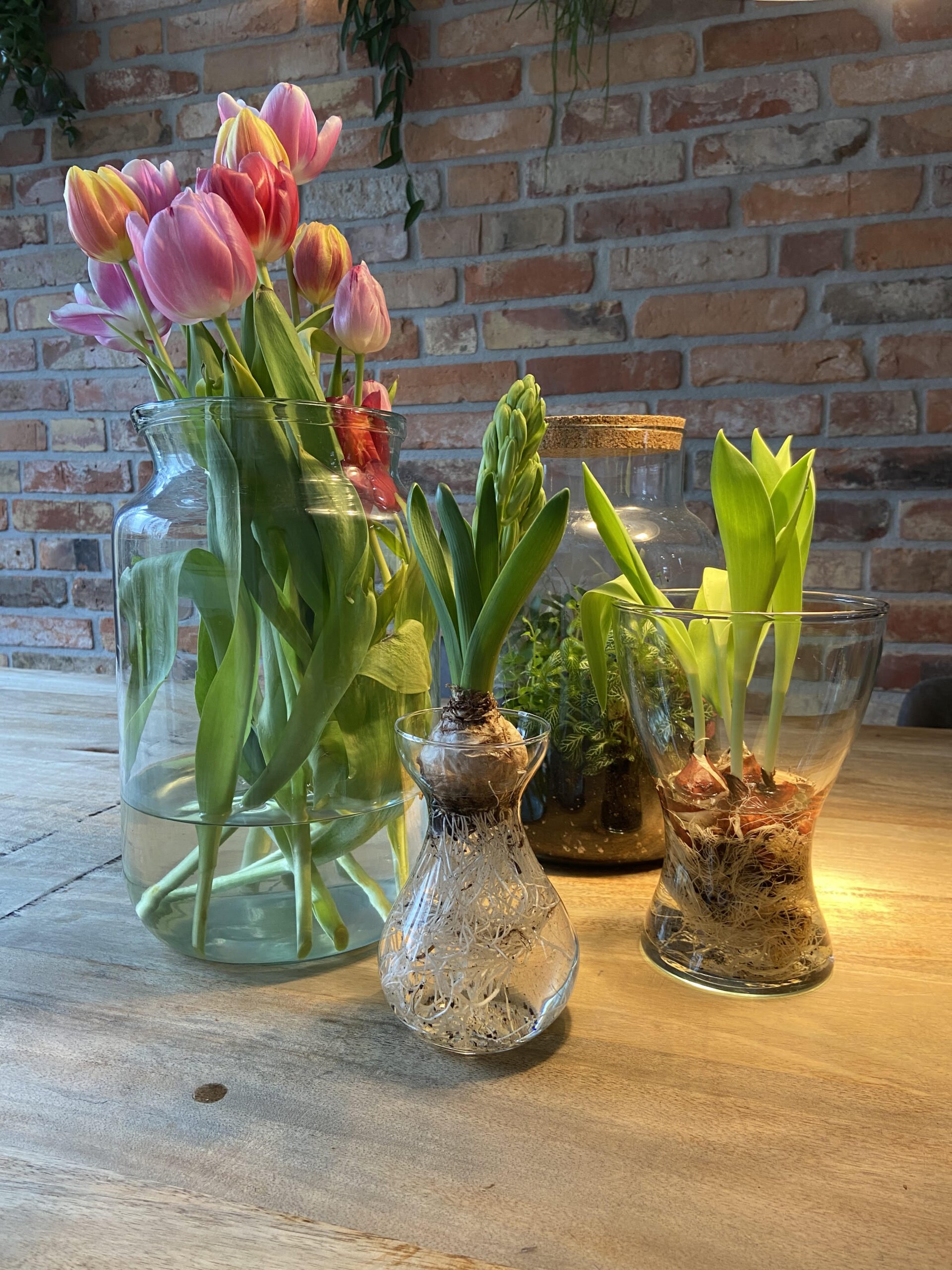 Lente-1