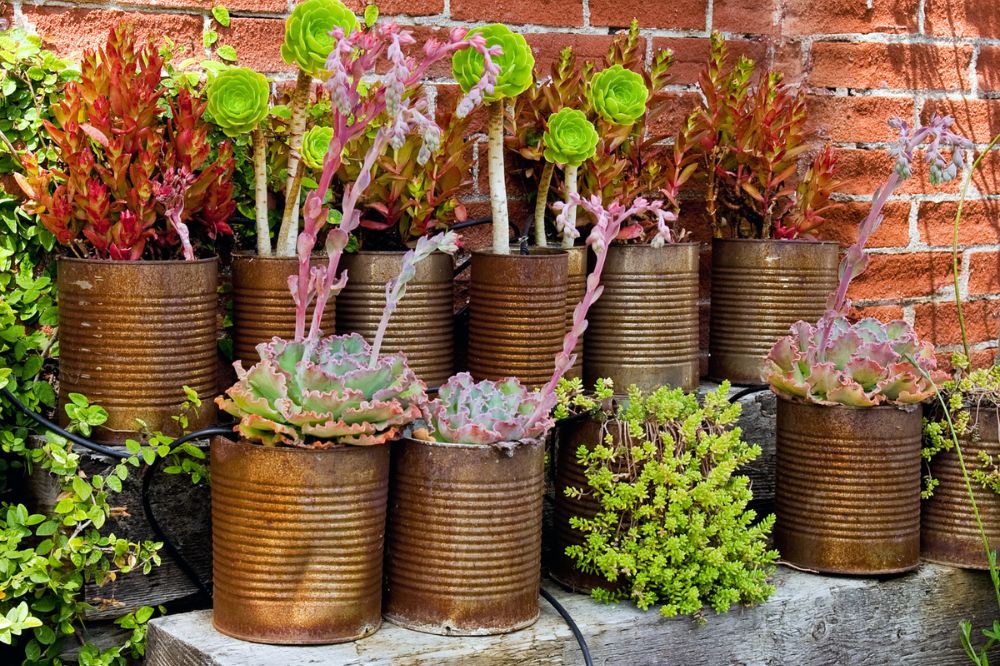 Duurzame tuin plantjes