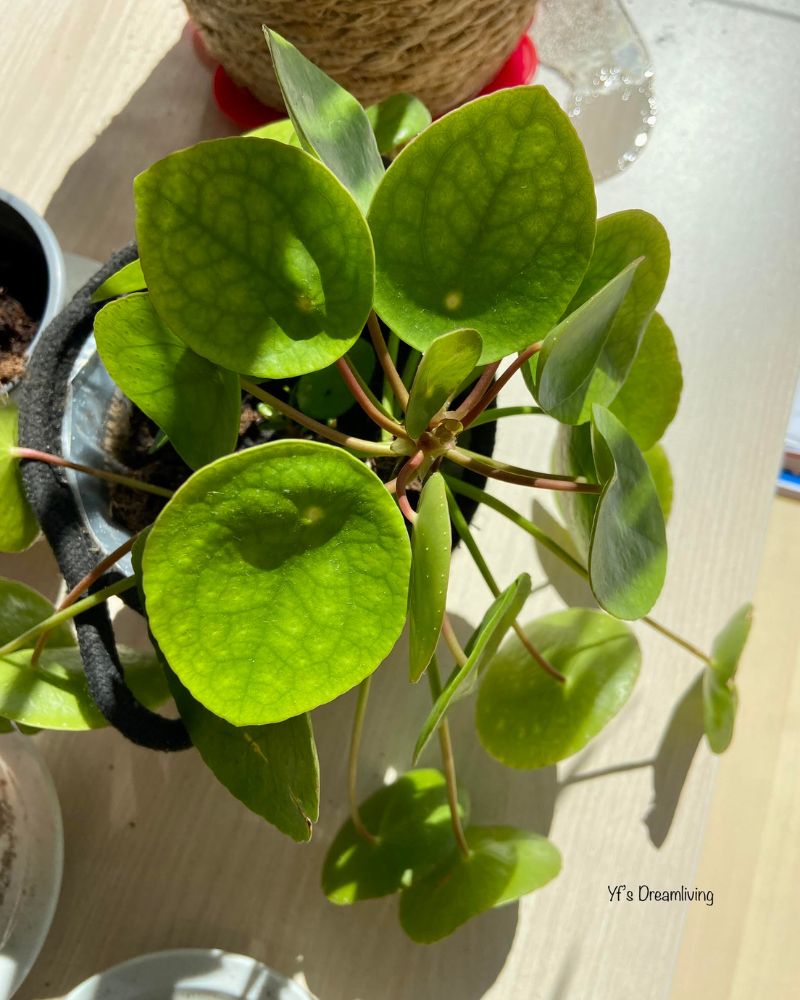 Stekken in de lente 3