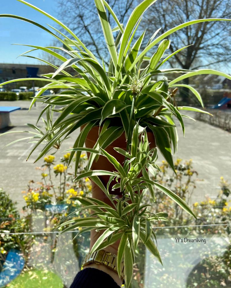 Stekken in de lente 5