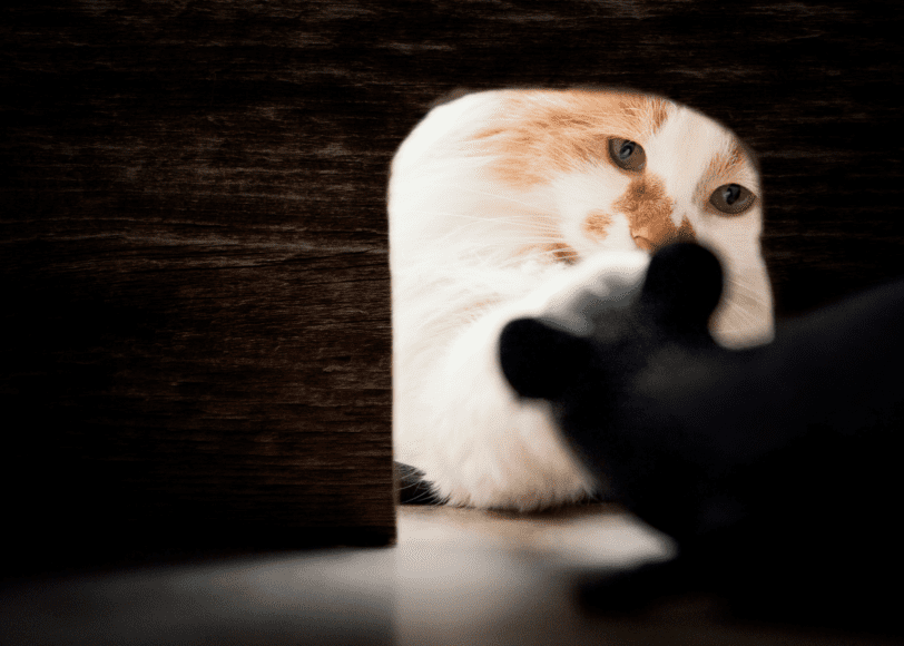 Ongediertebestrijding