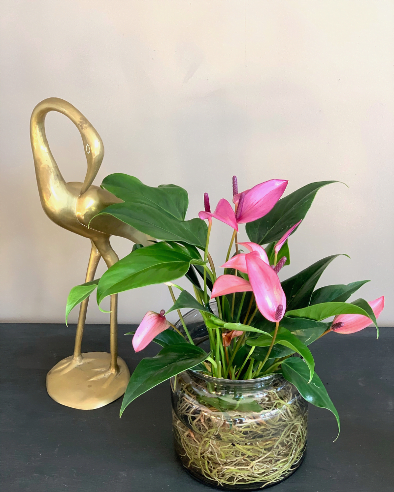 Kamerplanten