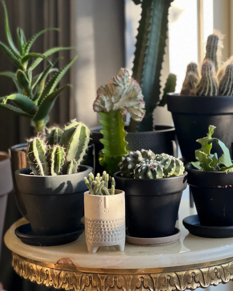 Kamerplanten2