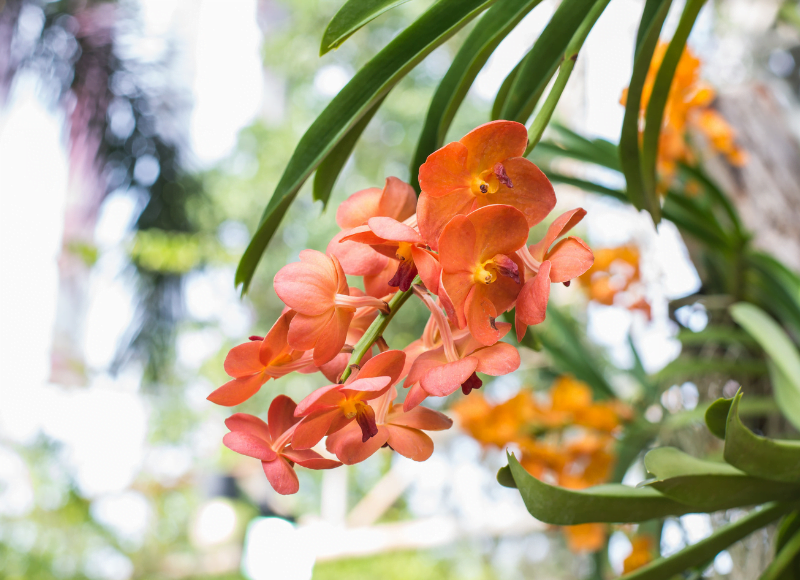 oranje orchideeën