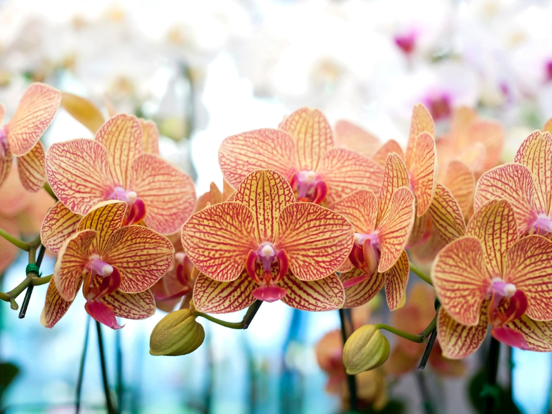 oranje orchideeën2