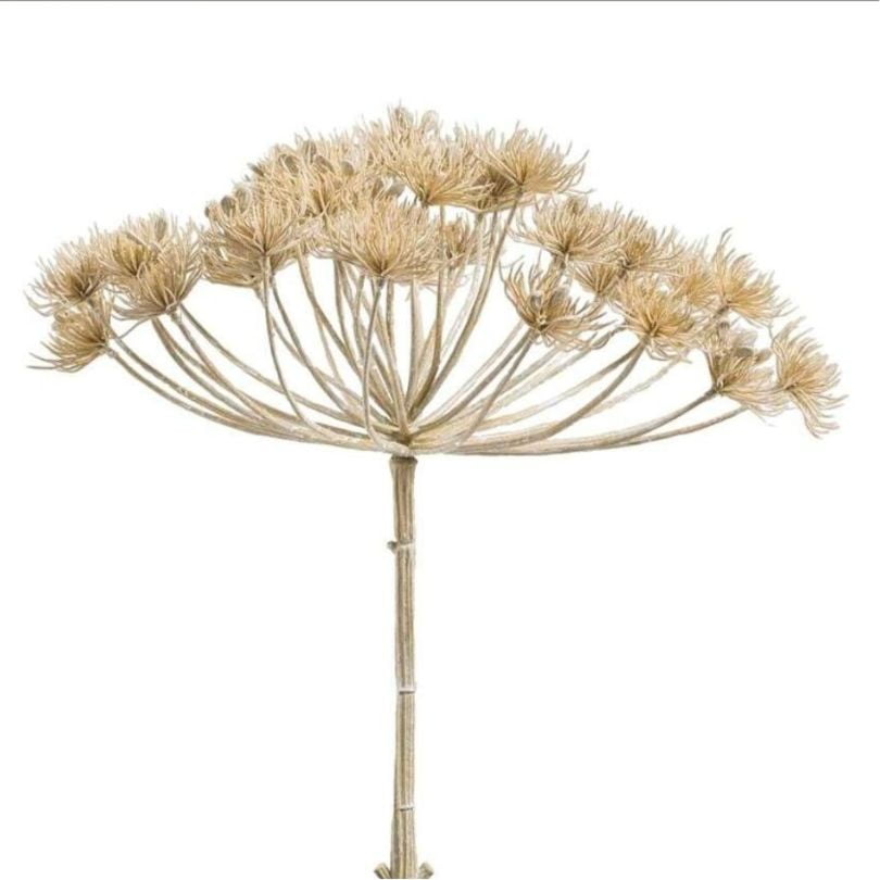 gedroogde-berenklauw-woondecoratie2