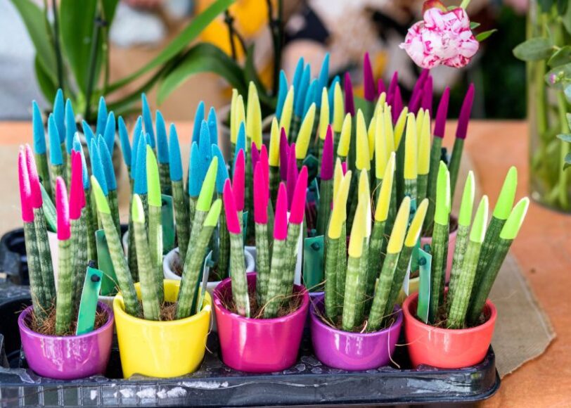 planten trends 2024