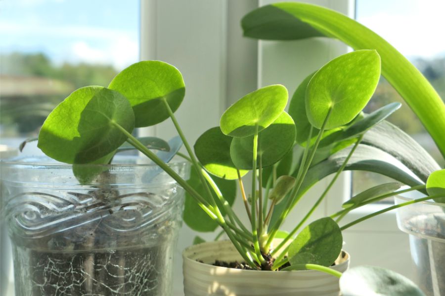woondecoratie pannenkoek plant