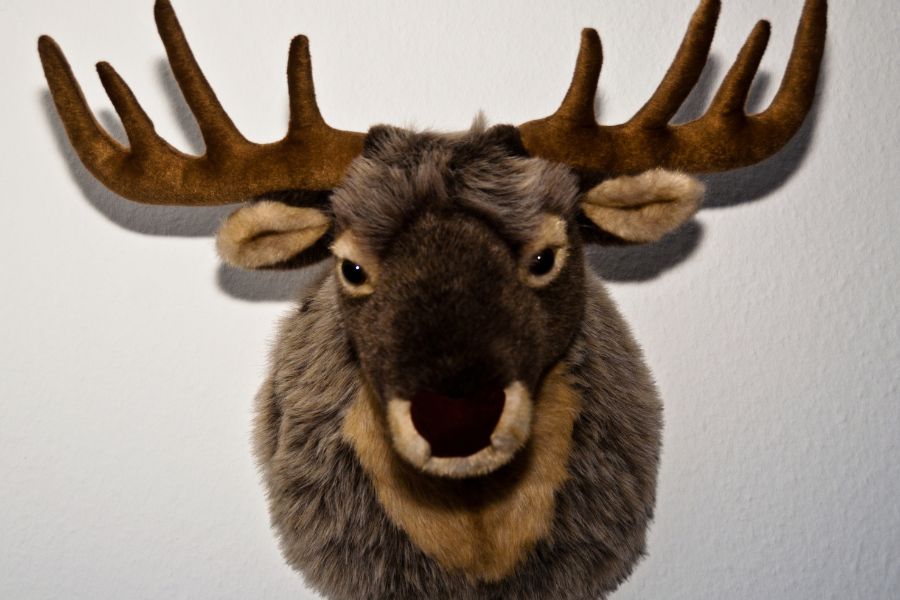 Decoratie dieren