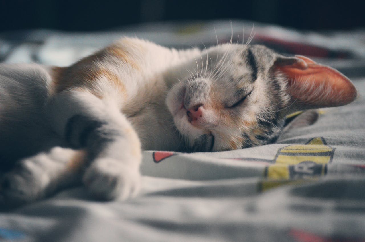 perfecte rustplek kat