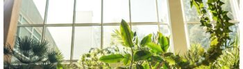 Biophilic design (1)