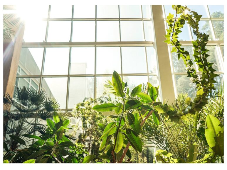 Biophilic design (1)