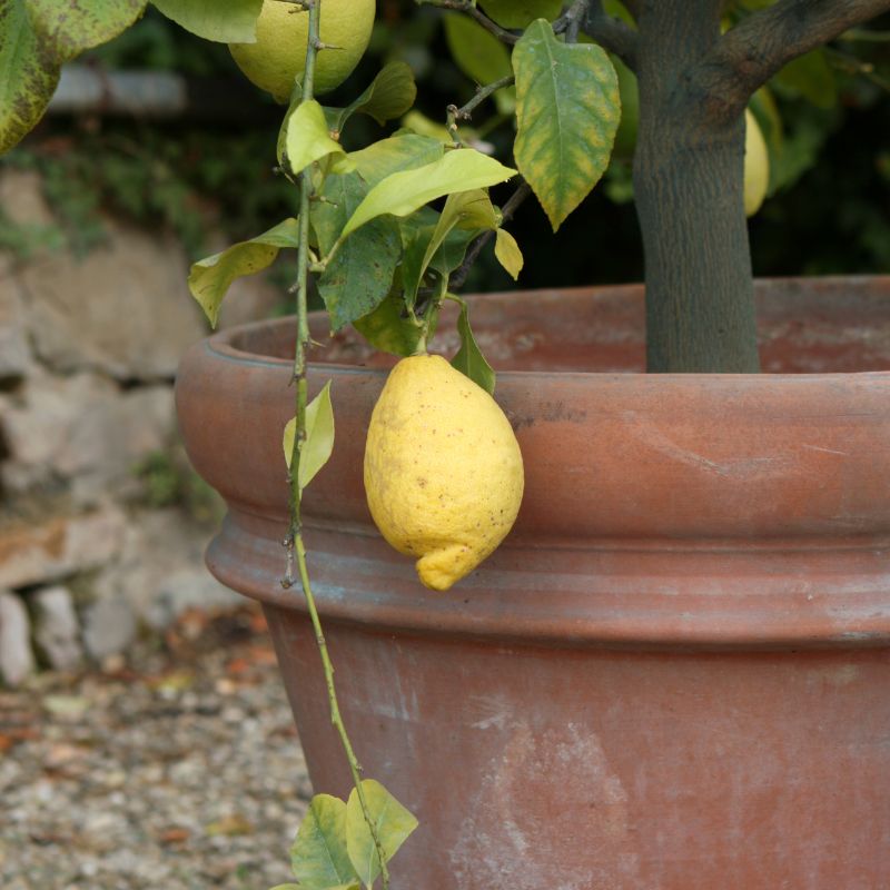 plantenbakken en wandbakken