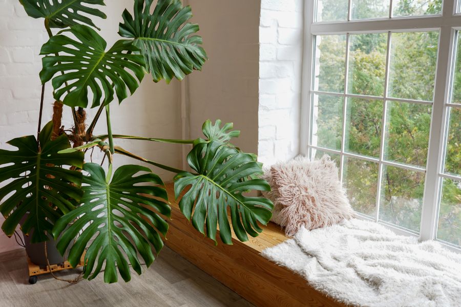 urban jungle planten