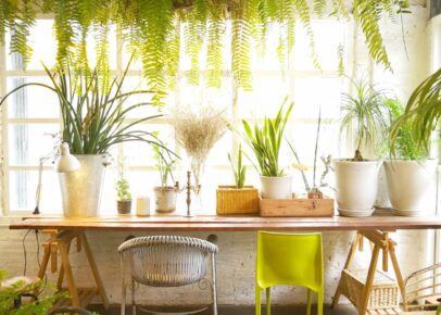 urban jungle planten