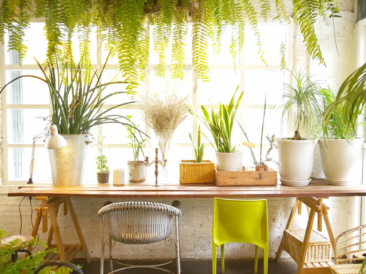 urban jungle planten