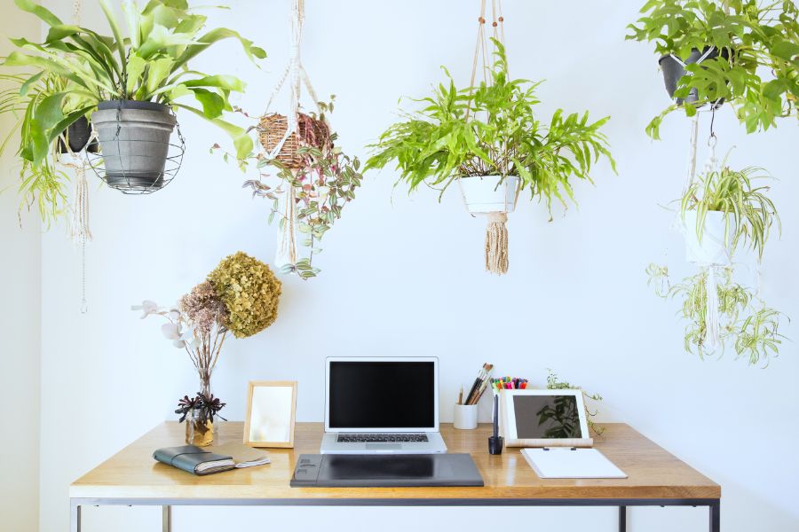 urban jungle planten