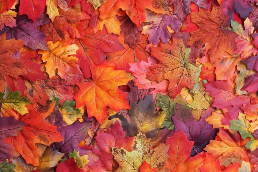 Herfst kleurenpalet
