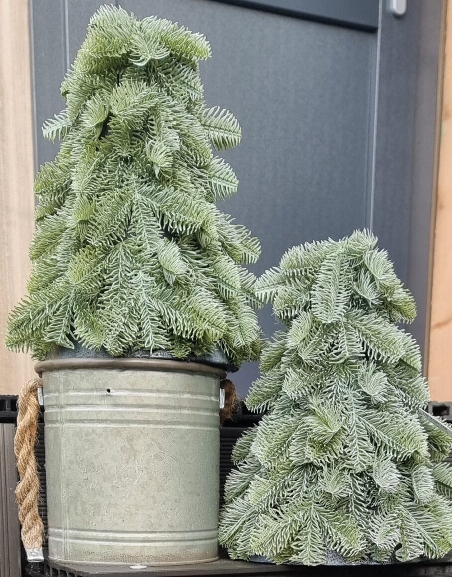 Nobellis boompjes