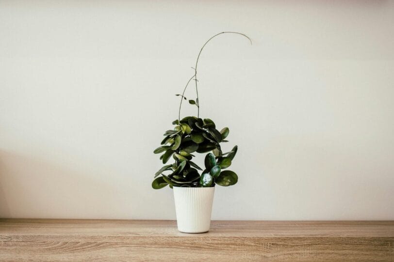 verzorging kamerplanten