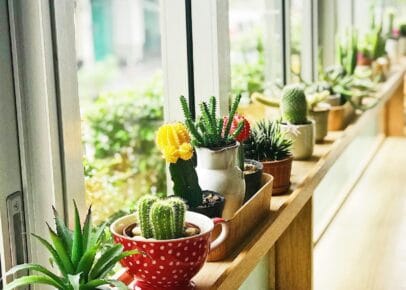 Decoratieve plantenpotten