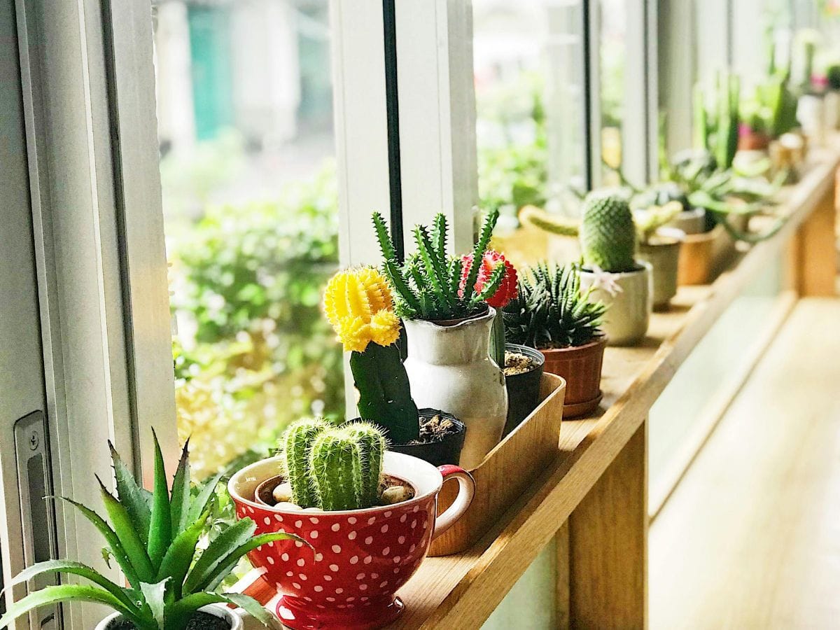 Decoratieve plantenpotten