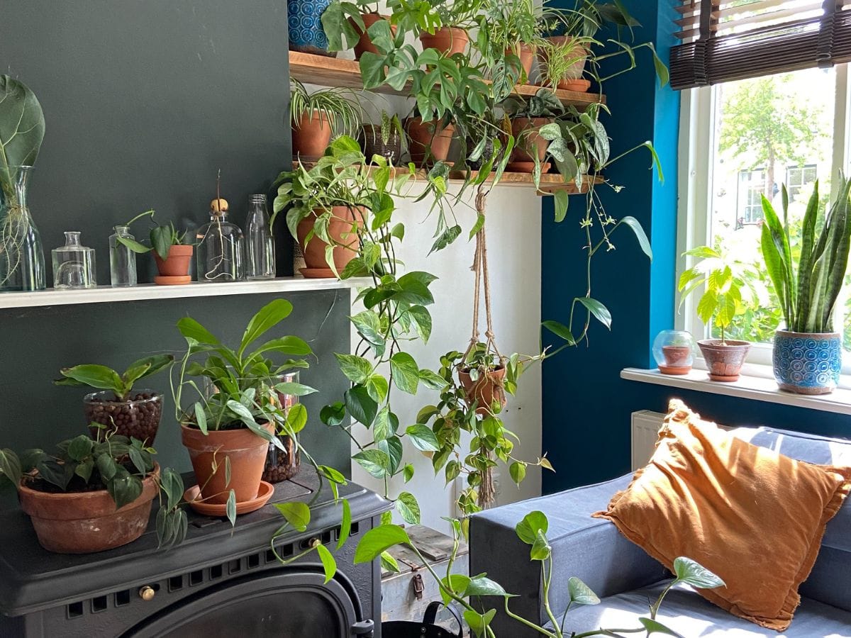 Duurzaamheid kamerplanten