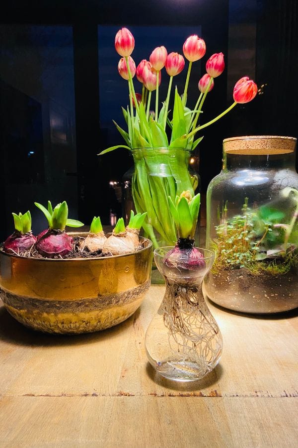 Duurzaamheid kamerplanten