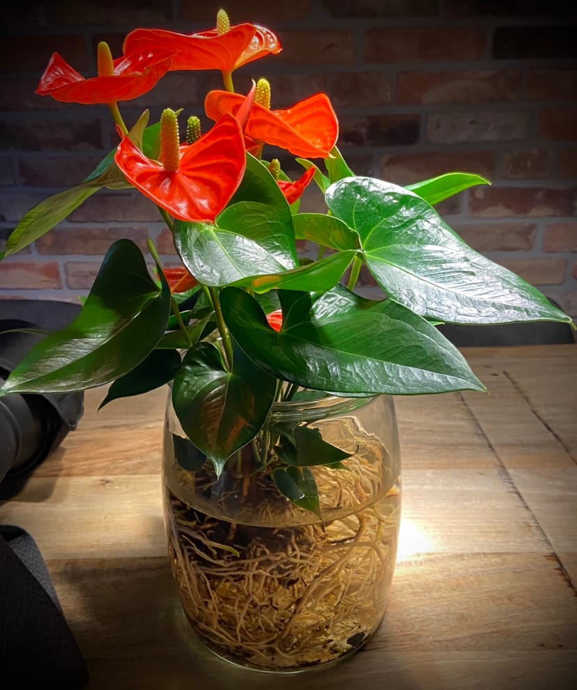 Duurzaamheid kamerplanten