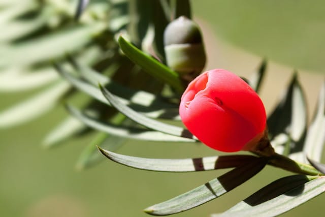 Onderhoudsarme groene tuin