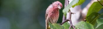 Onderhoudsarme groene tuin