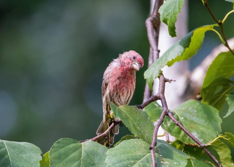 Onderhoudsarme groene tuin