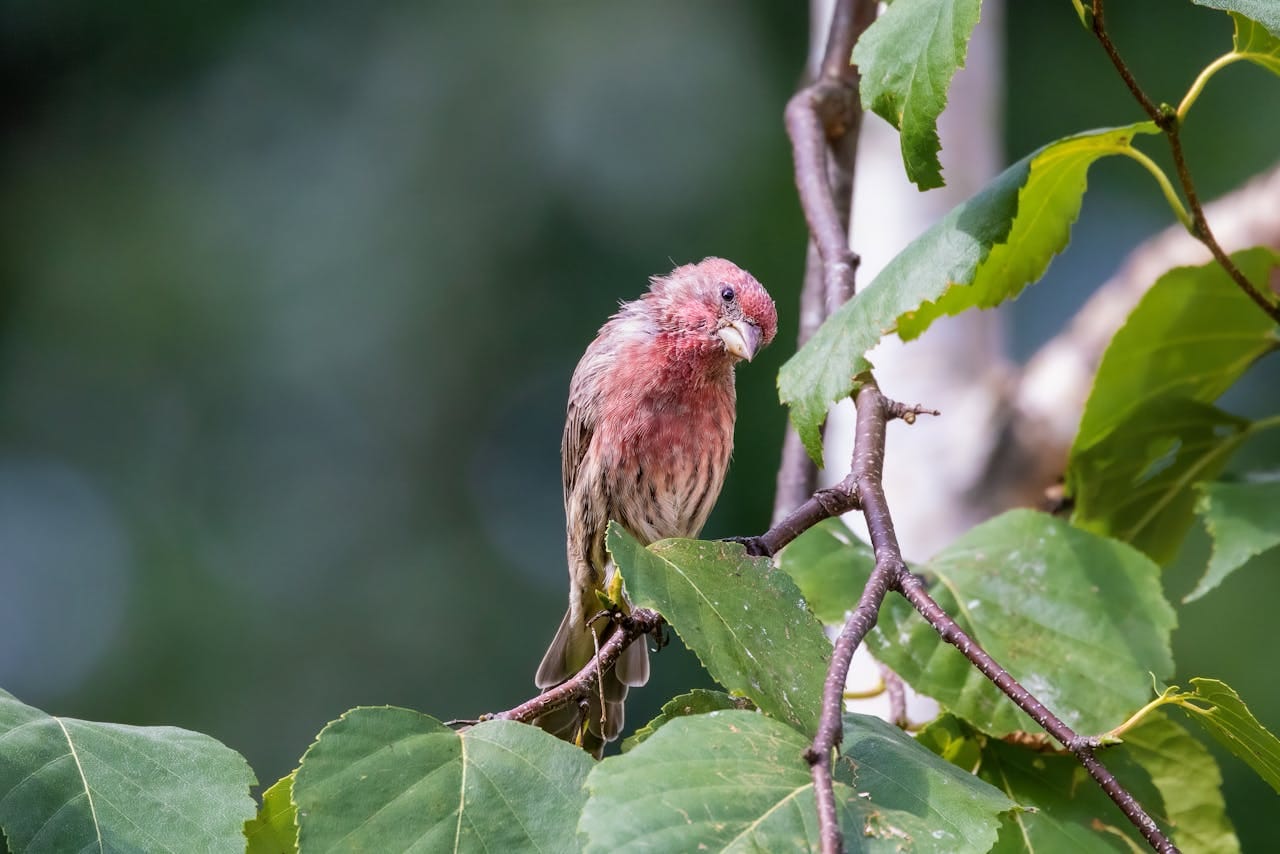 Onderhoudsarme groene tuin