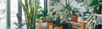 De mooiste kamerplanten