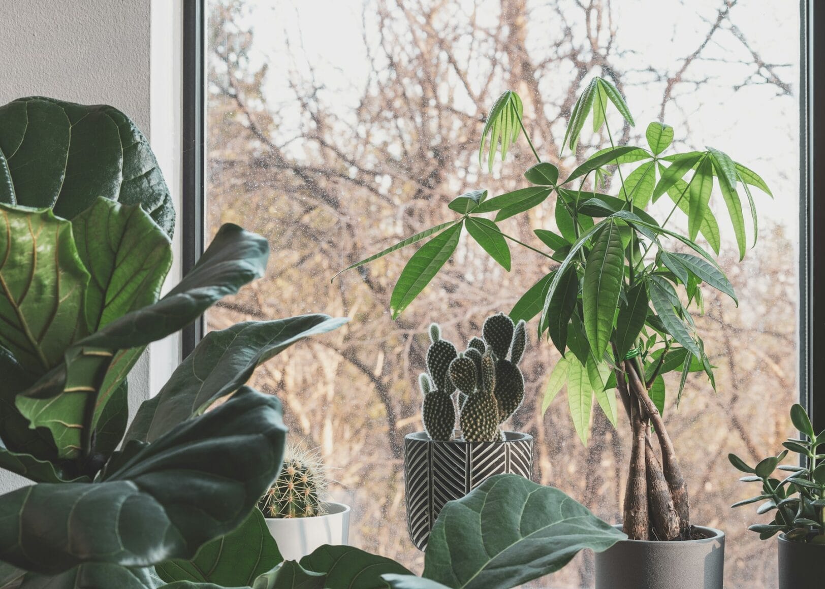 Kamerplanten weinig verzorging