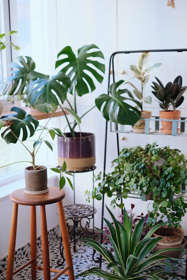 Kamerplanten weinig verzorging