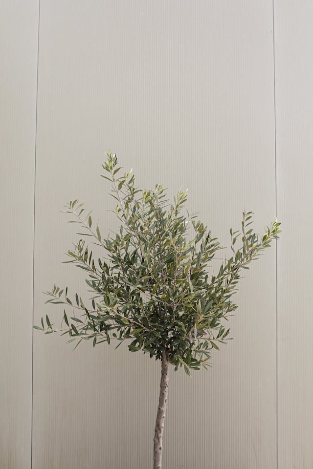Mooie planten direct sfeer