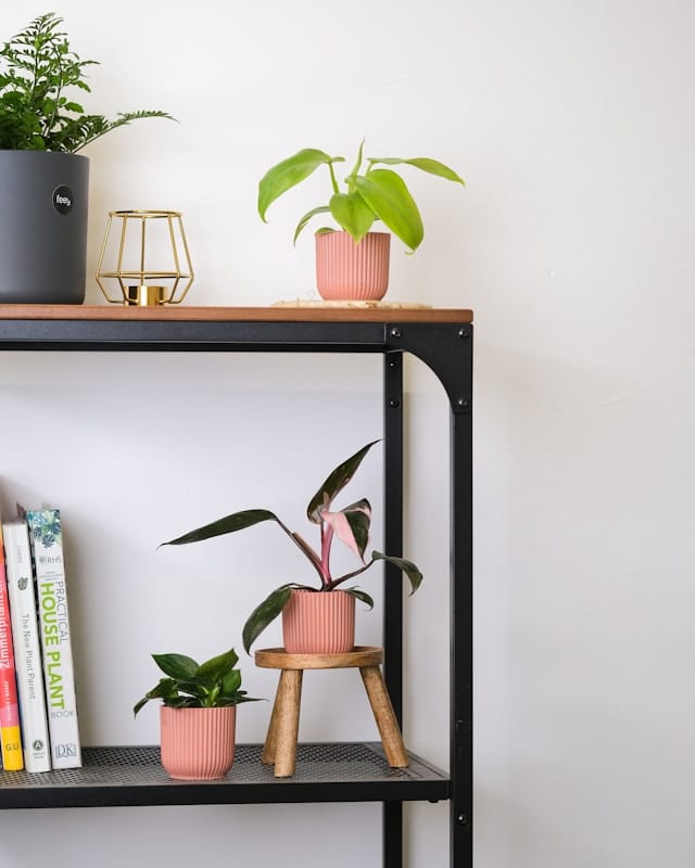 Populairste kamerplanten