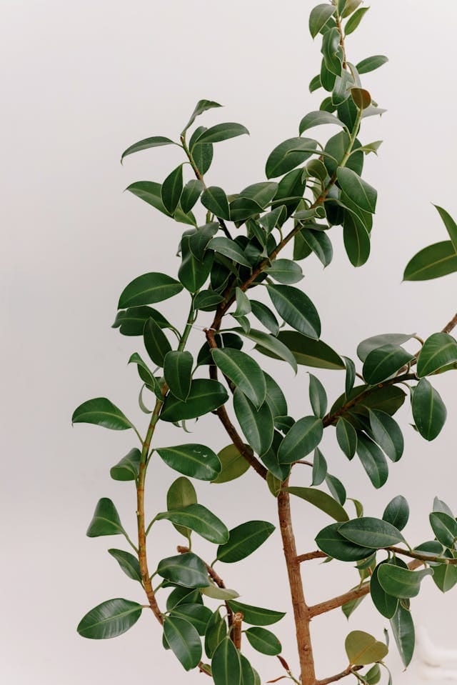 Populairste kamerplanten
