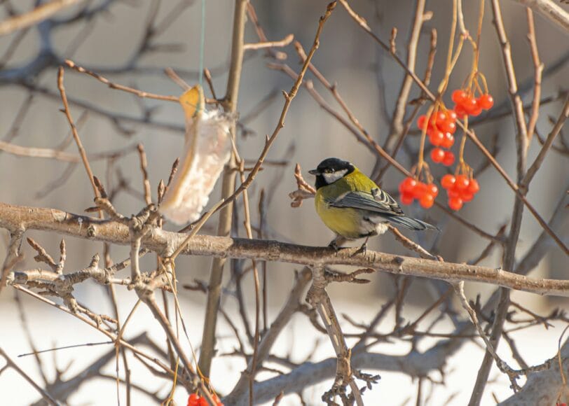 Sfeervolle wintertuin