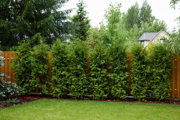 Tuin haag