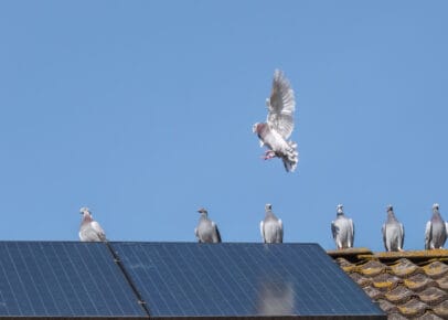 Vogels onder zonnepanelen
